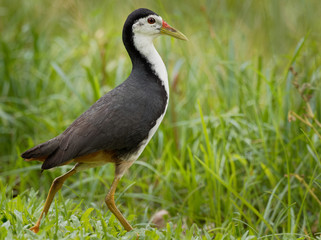 Obraz premium White-breasted Waterhen - Amaurornis phoenicurus waterbird of the rail and crake family, Rallidae, widely distributed across South and Southeast Asia, dark slaty birds with white face, breast and bell