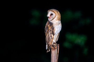 American Barn Owl photographed in Conceicao da Barra, Espirito Santo. Southeast of Brazil. Atlantic Forest Biome. Picture made in 2013.