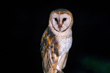 American Barn Owl photographed in Conceicao da Barra, Espirito Santo. Southeast of Brazil. Atlantic Forest Biome. Picture made in 2013.