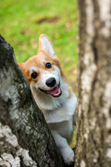 Corgi dog smile and happy in summer sunny day