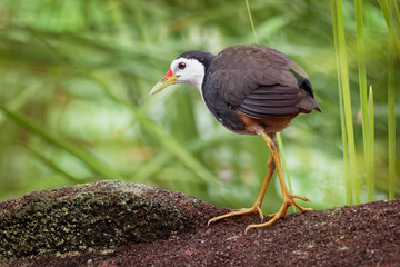 White-breasted Waterhen - Amaurornis phoenicurus waterbird of the rail and crake family, Rallidae, widely distributed across South and Southeast Asia, dark slaty birds with white face, breast and bell