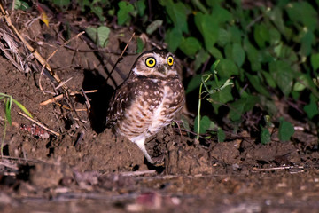 Fototapeta na wymiar Burrowing Owl photographed in Conceicao da Barra, Espirito Santo. Southeast of Brazil. Atlantic Forest Biome. Picture made in 2013.