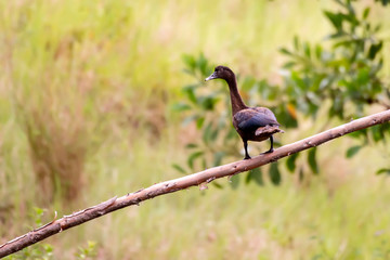 Muscovy Duck photographed in Conceicao da Barra, Espirito Santo. Southeast of Brazil. Atlantic Forest Biome. Picture made in 2013.