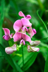 Lathyrus sylvestris, the flat pea or narrow-leaved everlasting-pea flowers