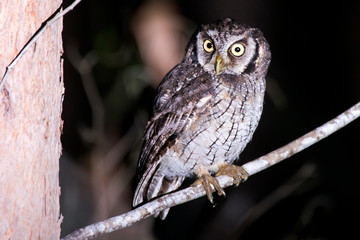 Tropical Screech Owl photographed in Conceicao da Barra, Espirito Santo. Southeast of Brazil. Atlantic Forest Biome. Picture made in 2013.