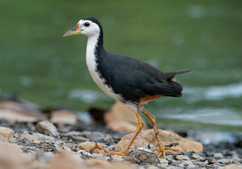 White-breasted Waterhen - Amaurornis phoenicurus waterbird of the rail and crake family, Rallidae, widely distributed across South and Southeast Asia, dark slaty birds with white face, breast and bell