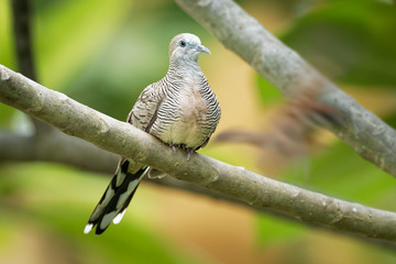 Zebra Dove - Geopelia striata also known as barred ground dove, is a bird of the dove family, Columbidae, native to Southeast Asia. Beautiful green forest background