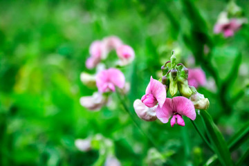 Lathyrus sylvestris, the flat pea or narrow-leaved everlasting-pea flowers
