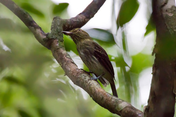 Bright rumped Attila photographed in Conceicao da Barra, Espirito Santo. Southeast of Brazil. Atlantic Forest Biome. Picture made in 2013.