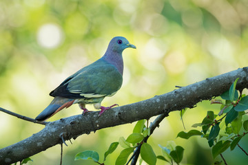 Pink-necked Green-Pigeon - Treron vernans species of bird family, Columbidae, common in Southeast Asia, from Myanmar and Vietnam south through to islands of Indonesia and the Philippines