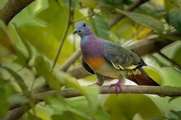 Pink-necked Green-Pigeon - Treron vernans species of bird family, Columbidae, common in Southeast Asia, from Myanmar and Vietnam south through to islands of Indonesia and the Philippines