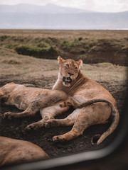 Naklejka premium SAFARI TANZANIA