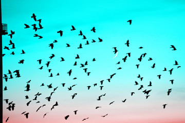 Groups of birds flying above roof at sunset on moon background. Birds silhouettes above building silhouettes. Lunation. Lunar month. Glowing multicolor dawn sky. Many birds migrate south in autumn.