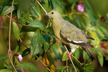 Pink-necked Green-Pigeon - Treron vernans species of bird family, Columbidae, common in Southeast Asia, from Myanmar and Vietnam south through to islands of Indonesia and the Philippines