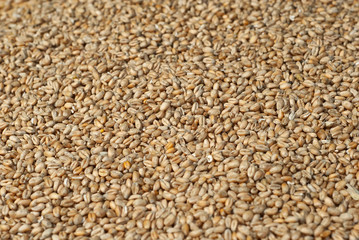 background from whole grains. groats texture