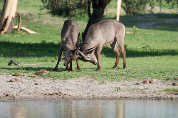 Waterbucks fighting near pond on grass