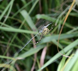 swap spider on a web seen from above, macro, in green field