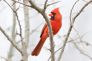 Northern cardinal (Cardinalis cardinalis) on branch at Jamaica Bay NWR, New York 