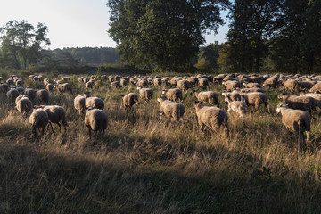 A herd of sheep in the national park Brunssummerheide (translation Brunsummer meadows) grazing and looking for food