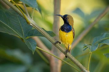 Olive-backed sunbird - Cinnyris jugularis, also known as the yellow-bellied sunbird, is a southern Far Eastern species of sunbird. Hanging nest in the bush with sitting parent