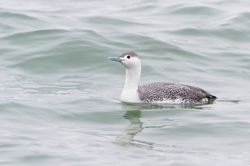 Red-throated Loon (Gavia stellata) swimming at Barnegat Jetty, New Jersey
