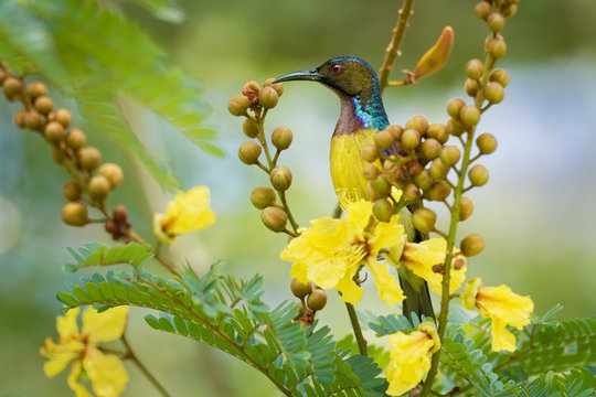 Brown-throated sunbird - Anthreptes malacensis, also plain-throated sunbird, bird in the Nectariniidae family, found in a wide range of semi-open habitats in south-east Asia