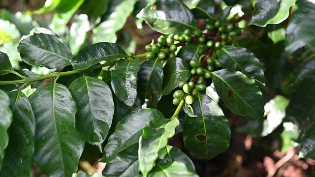 Green coffee lefs on tree branch in blurred sunny background
