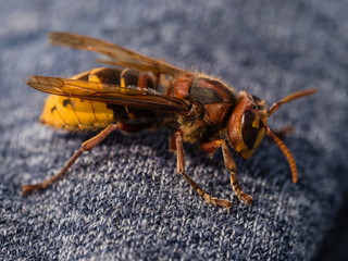 Nahaufnahme einer Hornisse, Vespa crabro