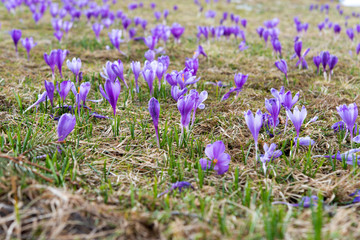 saffron blooming in early spring in the meadow