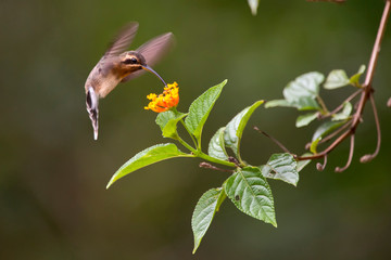Minute Hermit photographed in Conceicao da Barra, Espirito Santo. Southeast of Brazil. Atlantic Forest Biome. Picture made in 2013.
