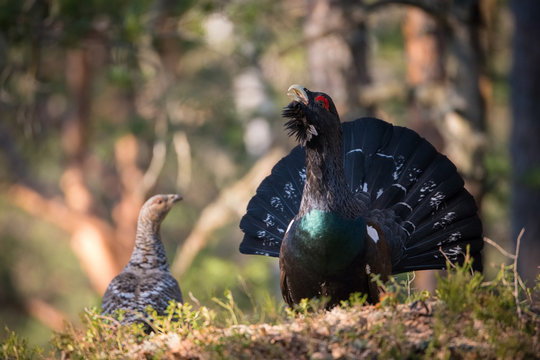 The Western Capercaillie Tetrao urogallus also known as the Wood Grouse Heather Cock or just Capercaillie in the forest is showing off during their lekking season They are in the typical habitat..