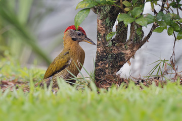 Laced Woodpecker - Picus vittatus species of bird in the family Picidae, throughout Southeast Asia in Cambodia, China, Indonesia, Laos, Malaysia, Myanmar, Singapore, Thailand and Vietnam