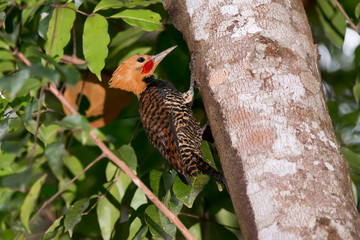 Ringed Woodpecker photographed in Conceicao da Barra, Espirito Santo. Southeast of Brazil. Atlantic Forest Biome. Picture made in 2013.
