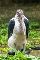Marabou Storks standing in the Serengeti park in Tanzania, portrait