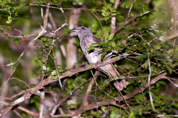 Cinereous Mourner photographed in Conceicao da Barra, Espirito Santo. Southeast of Brazil. Atlantic Forest Biome. Picture made in 2013.