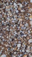 many are shells instead of sand