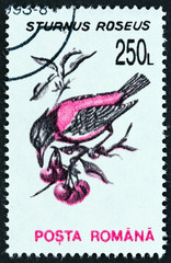 Rosy starling, Sturnus roseus (Romania 1993)