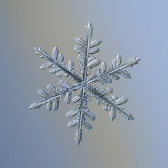 Snowflake on smooth gradient background. Macro photo of real snow crystal: complex stellar dendrite with elegant structure, glossy relief surface, ornate shape and intricate inner details.
