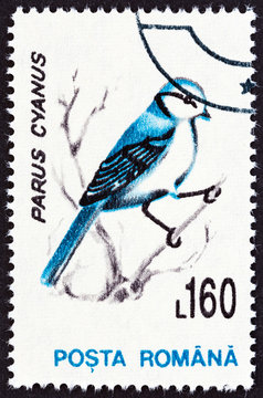 Azure tit, Parus cyanus (Romania 1993)
