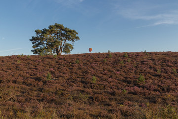 The Brunsummerheide (english translation Brunssumer meadows) a national park in South Limburg in the Maastricht Region in full bloom and turning purple.