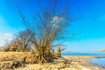River banks and floodplain forests along the Maas River in the Dutch province of Gelderland with willow standing on bare root ball at river beach during winter against a clear blue sky
