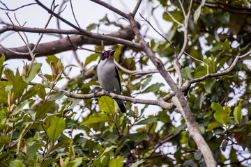 Black tailed Tityra photographed in Conceicao da Barra, Espirito Santo. Southeast of Brazil. Atlantic Forest Biome. Picture made in 2013.