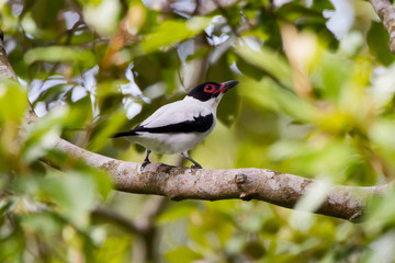 Black tailed Tityra photographed in Conceicao da Barra, Espirito Santo. Southeast of Brazil. Atlantic Forest Biome. Picture made in 2013.