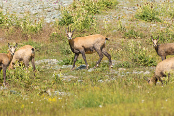 Alpine chamois mothers and puppies. Gran Paradiso National Park, Italy