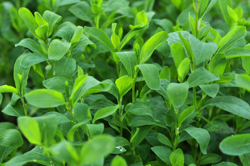 In the spring the grass is green doorweed (Polygonum aviculare)