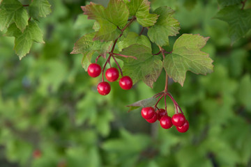 Bunch of red viburnum berries on a branch. Soft selective focus, round bokeh