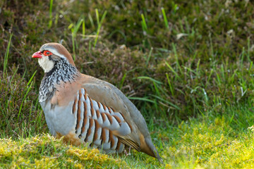 Partridge, (Scientific name: Alectoris rufa) red-legged or French partridge in natural moorland habitat.  Facing left.  Horizontal.  Space for copy.