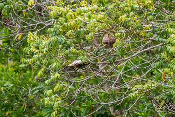 Wasp photographed in Conceicao da Barra, Espirito Santo. Southeast of Brazil. Atlantic Forest Biome. Picture made in 2013.