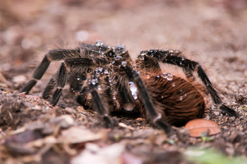 Tarantula photographed in Conceicao da Barra, Espirito Santo. Southeast of Brazil. Atlantic Forest Biome. Picture made in 2013.