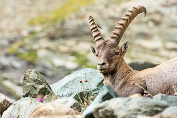 Alpine Ibex (Capra ibex), Gran Paradiso National Park, Italy